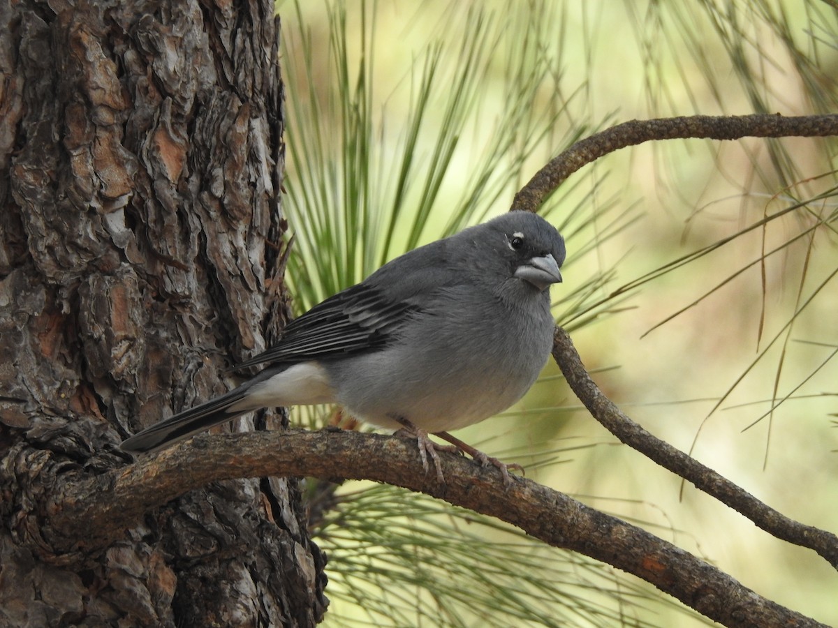 Tenerife Blue Chaffinch - ML644698160