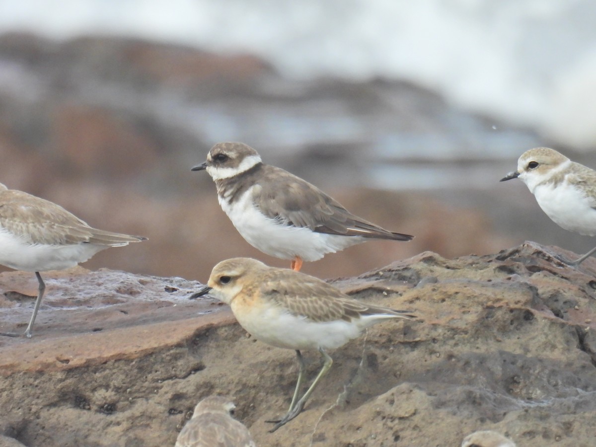 Common Ringed Plover - ML644698162