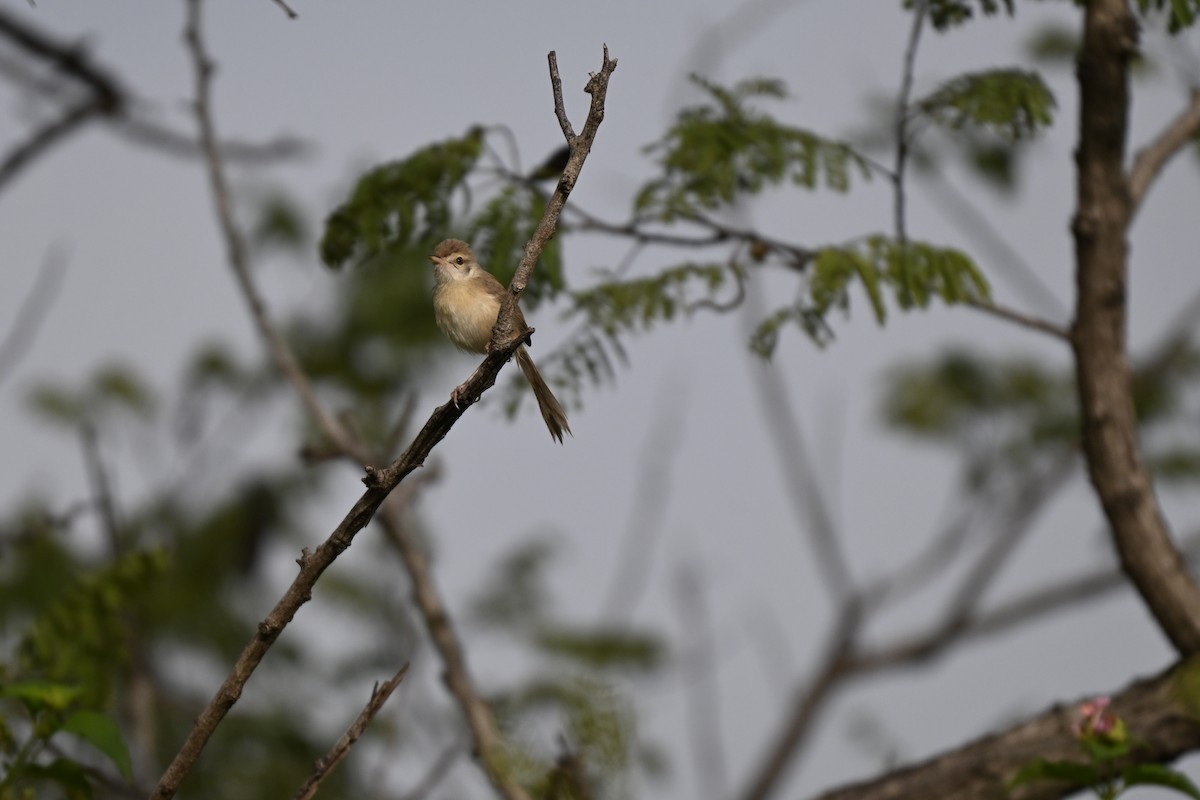 Prinia Sencilla - ML644698165