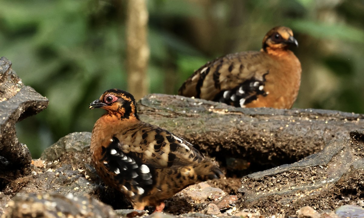 Red-breasted Partridge - ML644698167