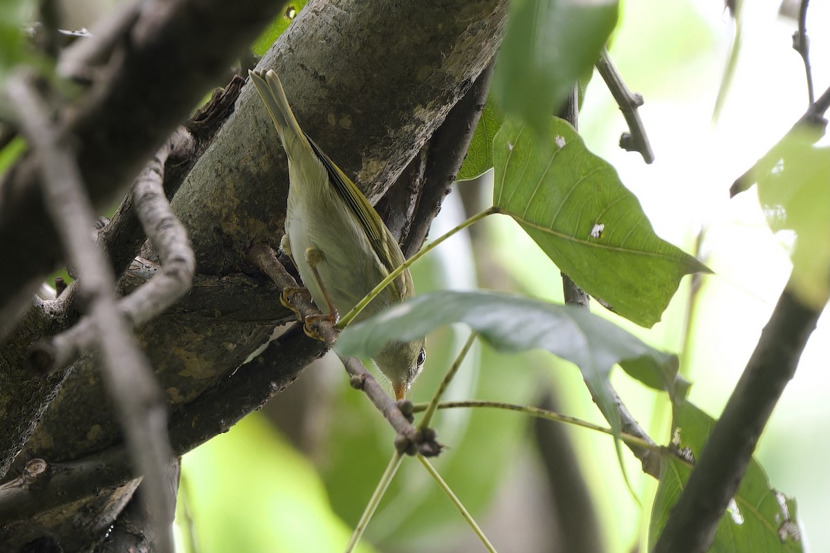 Claudia's Leaf Warbler - ML644698169