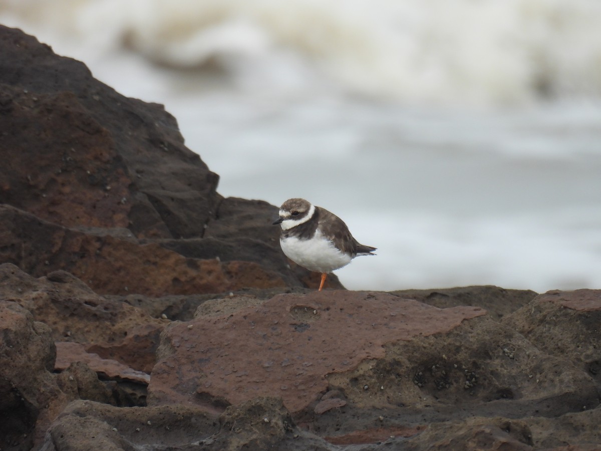 Common Ringed Plover - ML644698177