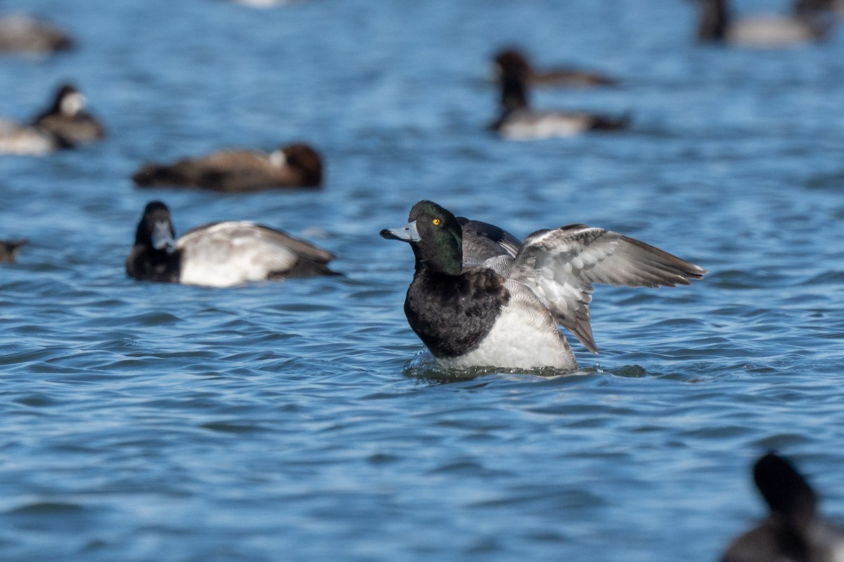 スズガモ - ML644698178