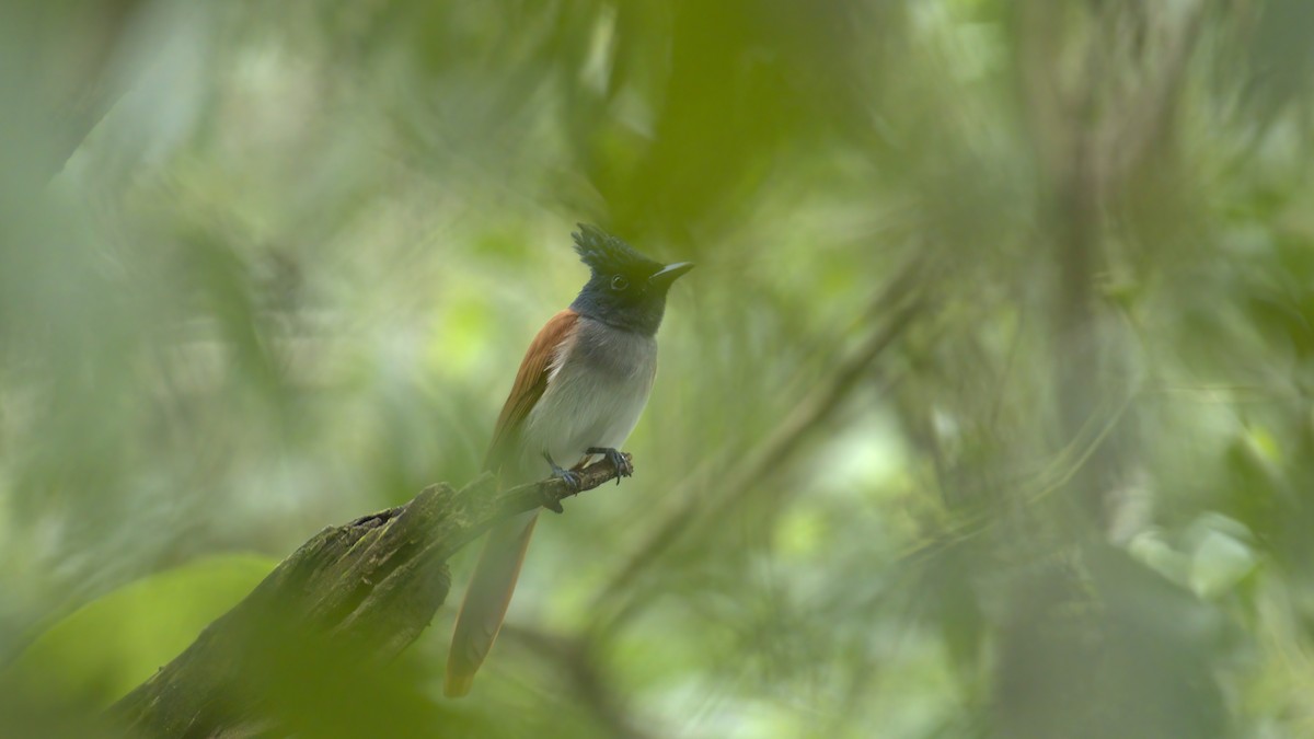 Indian Paradise-Flycatcher - ML644698183