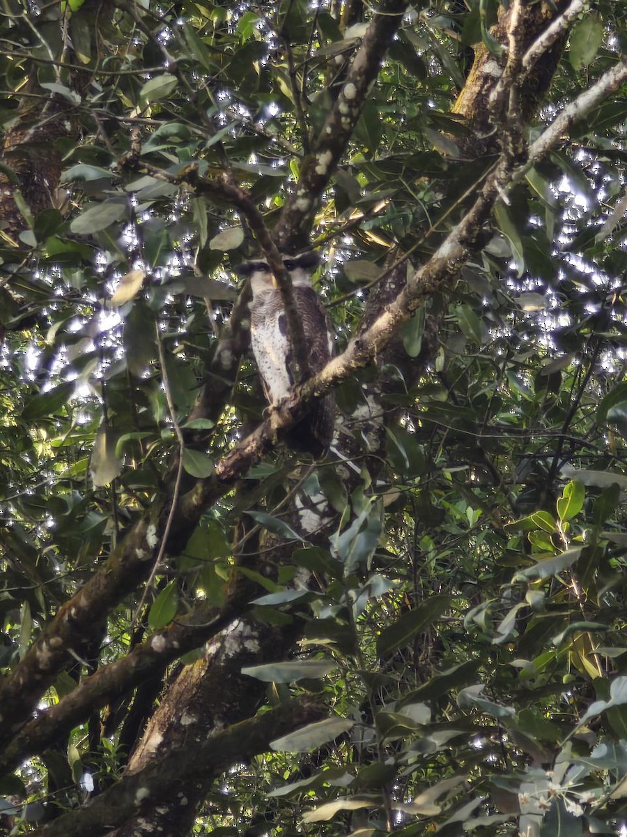 Barred Eagle-Owl - ML644698189