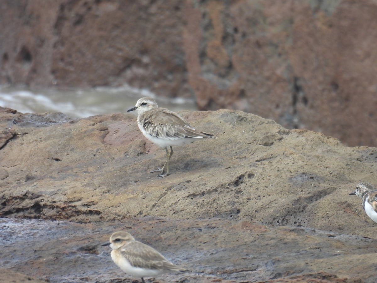 Greater Sand-Plover - ML644698192