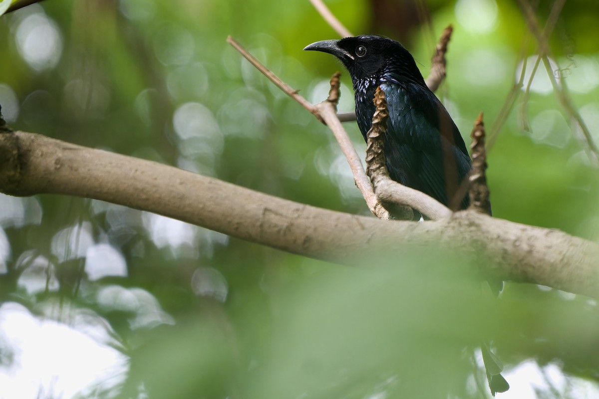 Hair-crested Drongo (Hair-crested) - ML644698195