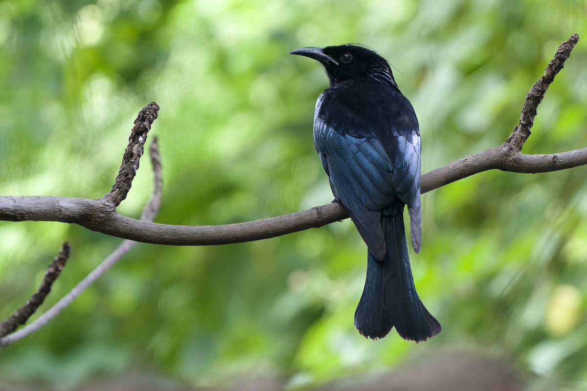 Hair-crested Drongo (Hair-crested) - ML644698196
