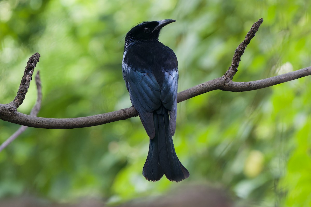 Hair-crested Drongo (Hair-crested) - ML644698197