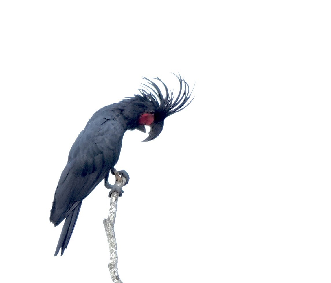 kakadu arový - ML644698206