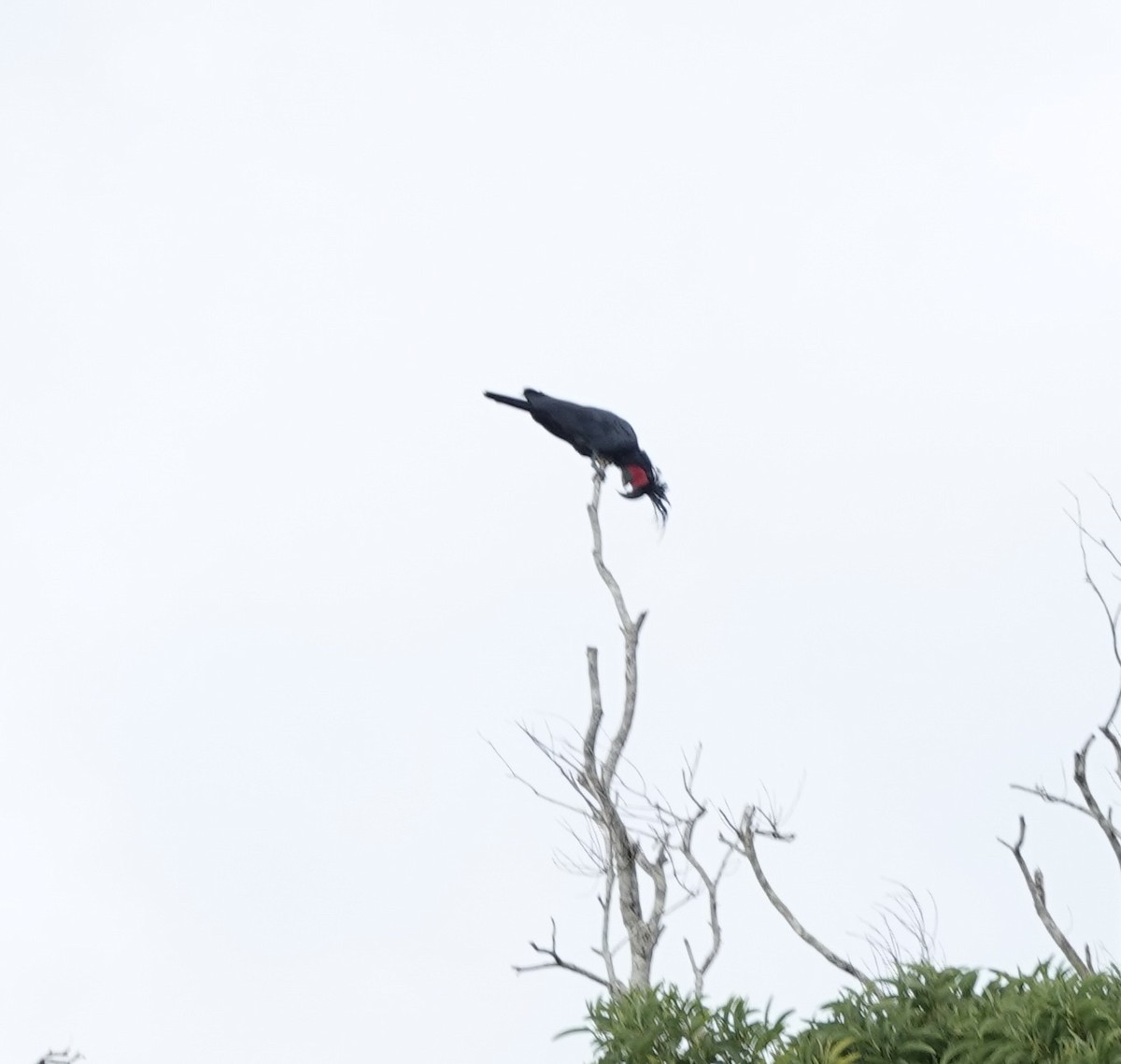 kakadu arový - ML644698207