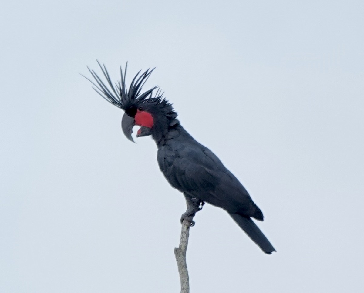 kakadu arový - ML644698208