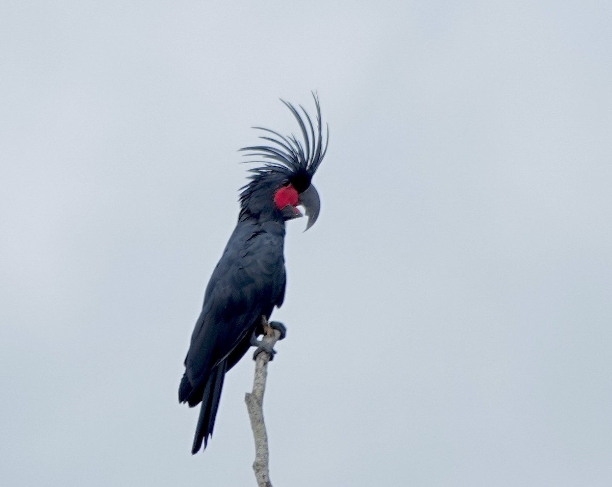 kakadu arový - ML644698209