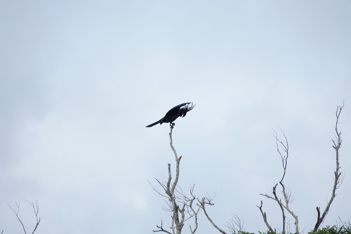 kakadu arový - ML644698211