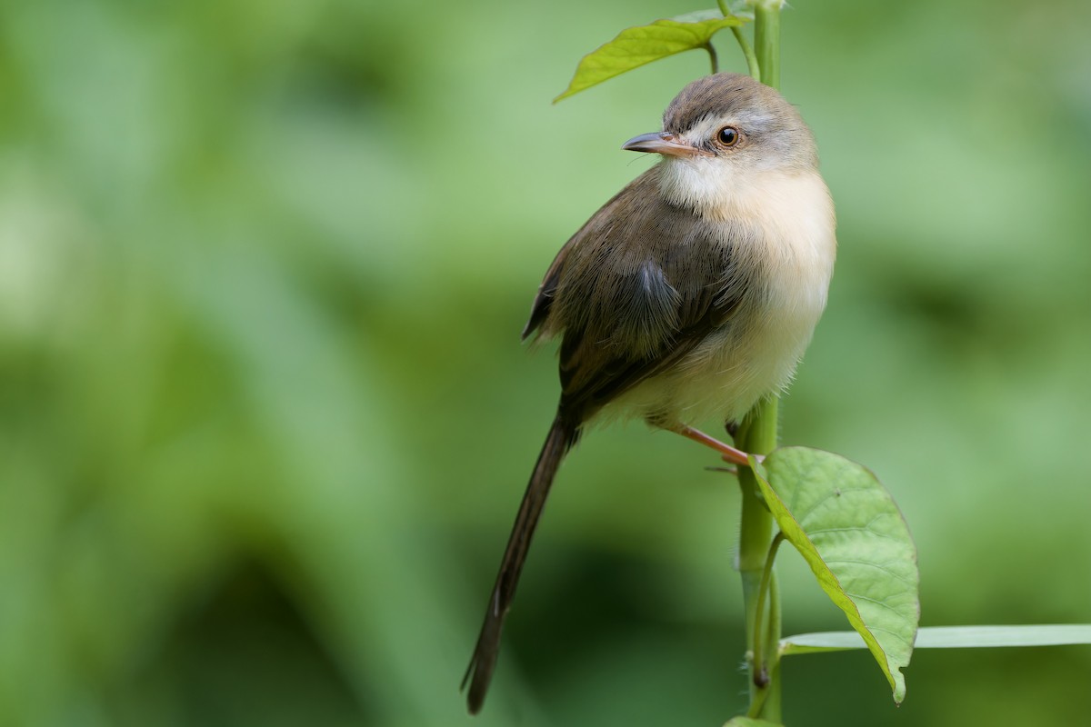 Prinia Sencilla - ML644698214
