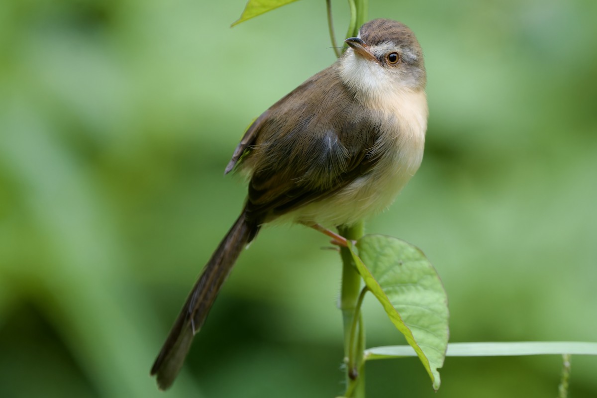 Prinia Sencilla - ML644698215