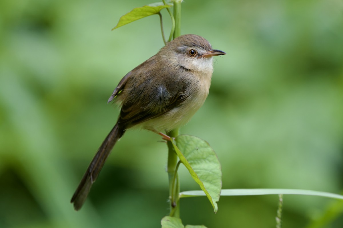 Prinia Sencilla - ML644698216