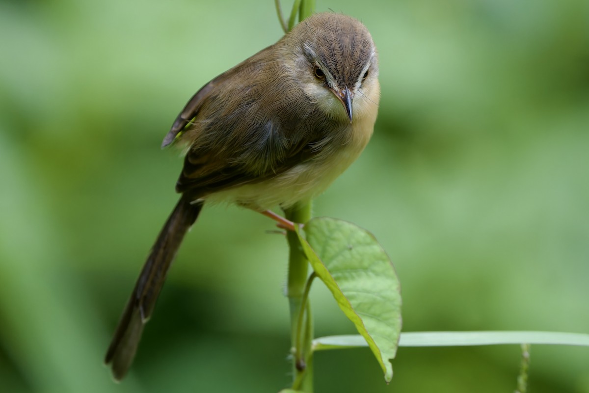 Prinia Sencilla - ML644698217