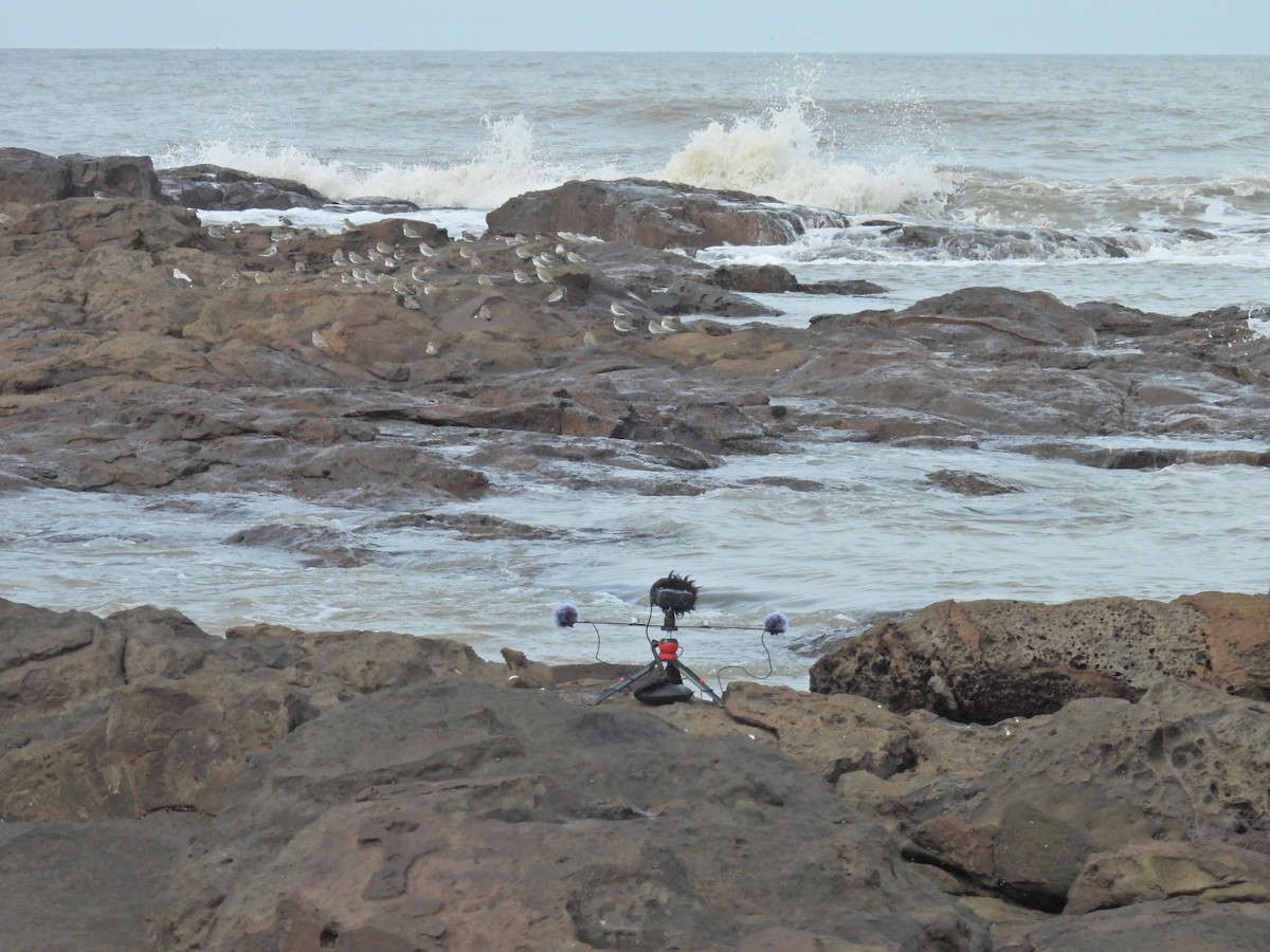 Chorlitejo Tibetano - ML644698218