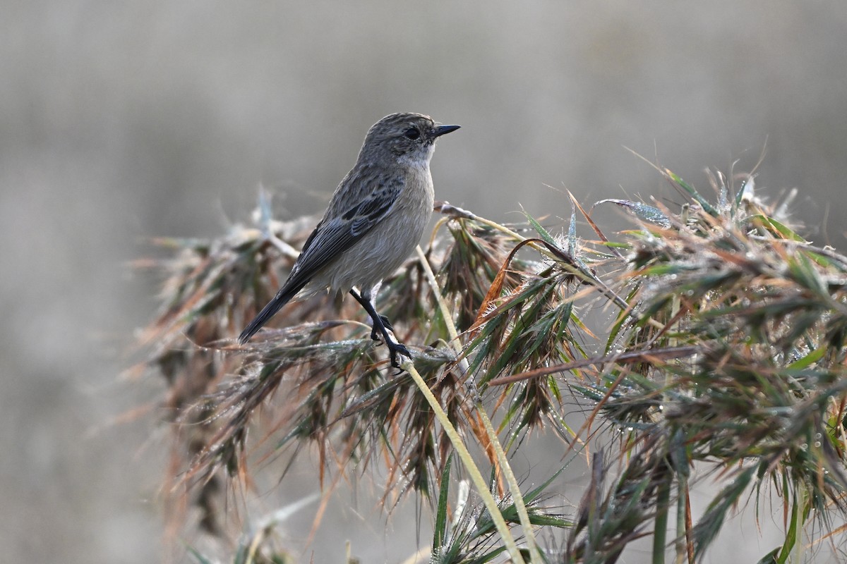 bramborníček sibiřský - ML644698241