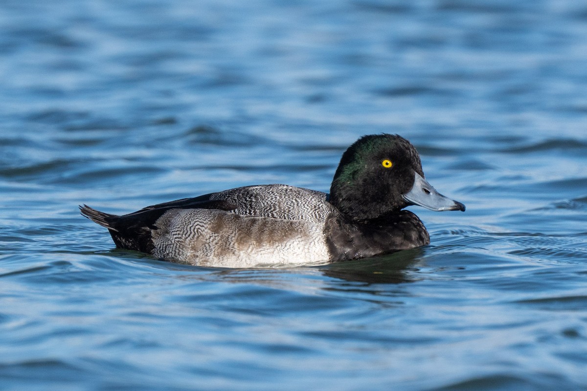 スズガモ - ML644698242