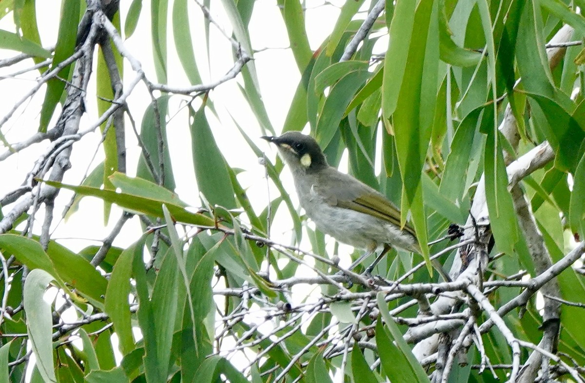 medosavka malá - ML644698243