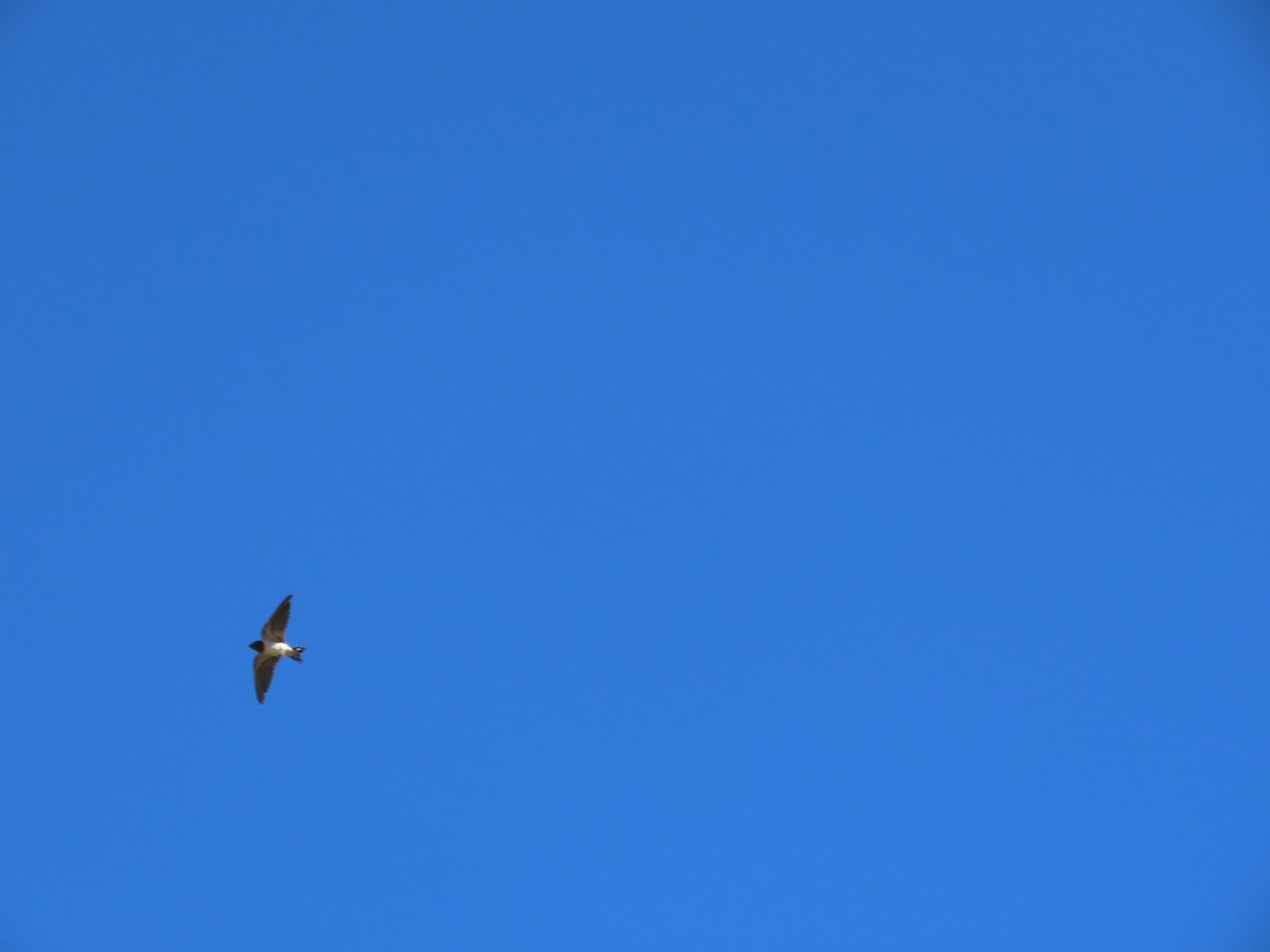 Barn Swallow - ML644698263