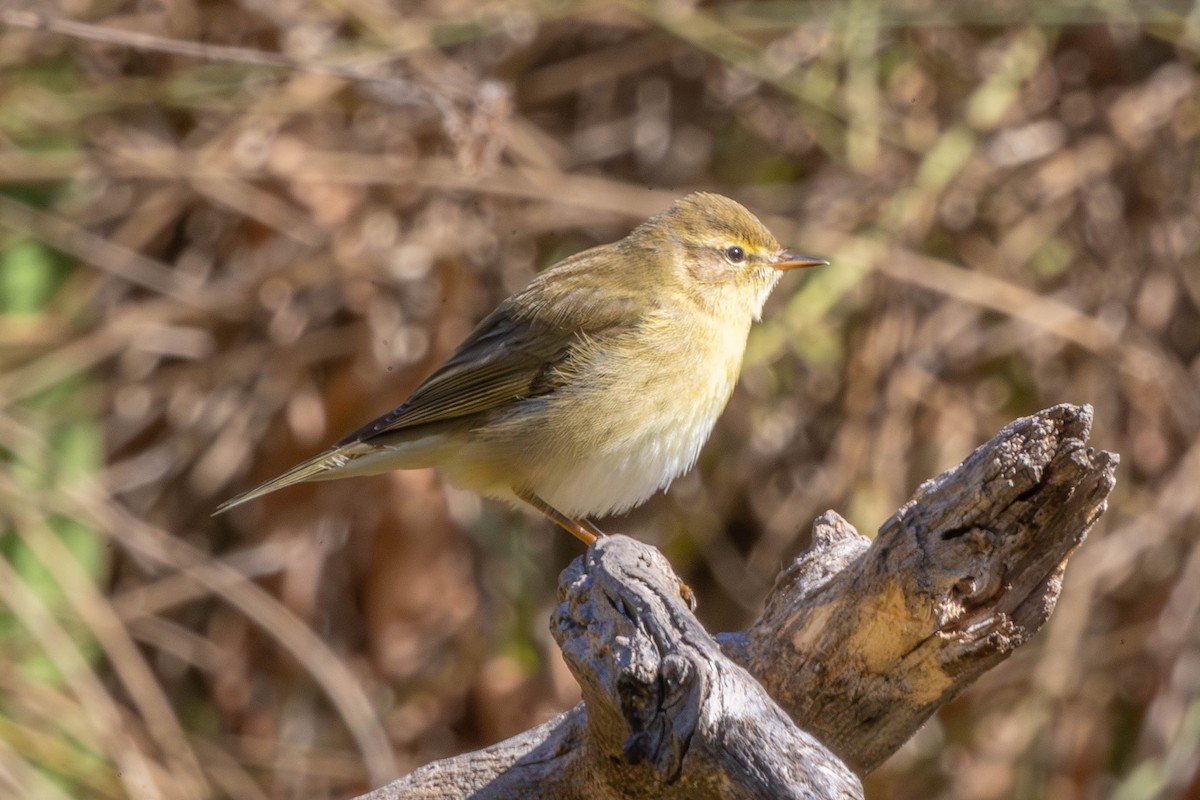 Pouillot fitis - ML644698265