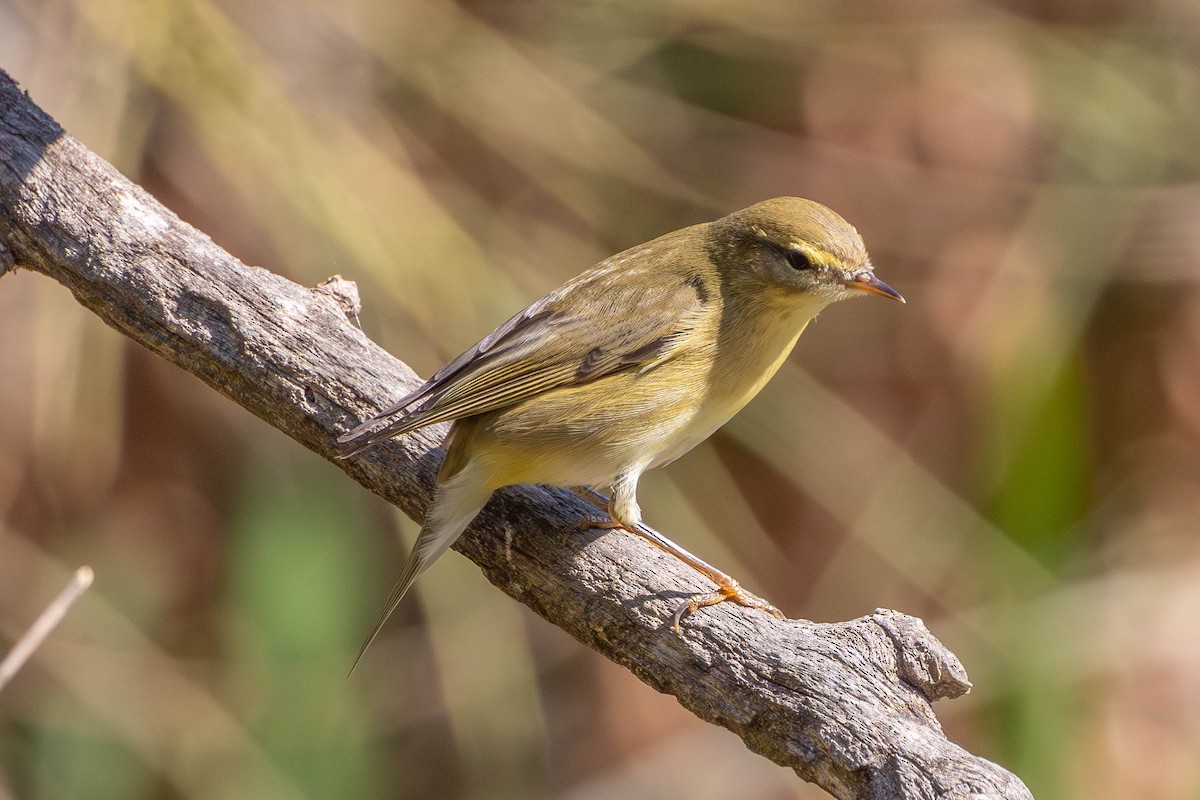 Pouillot fitis - ML644698266