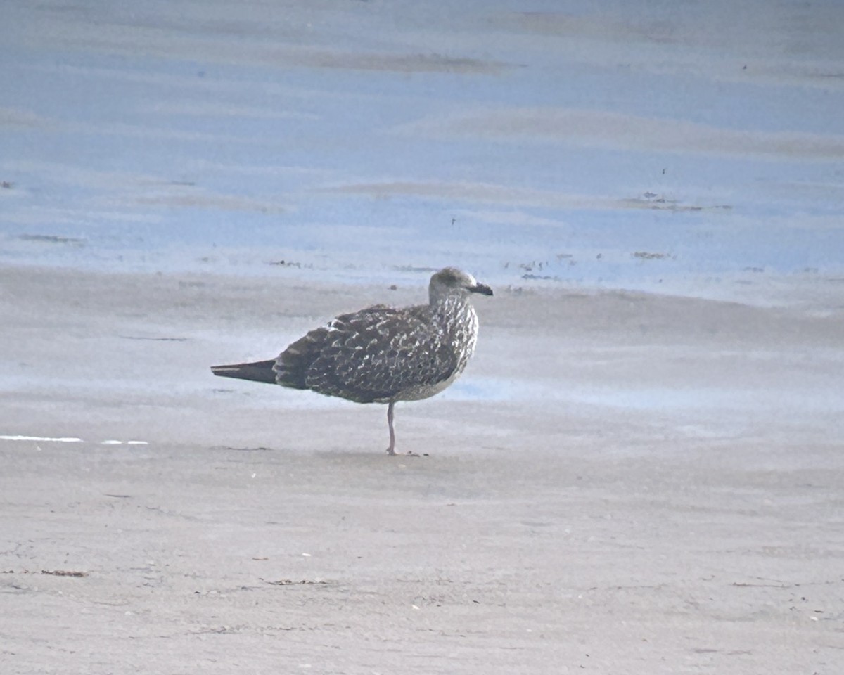 ニシセグロカモメ - ML644698267