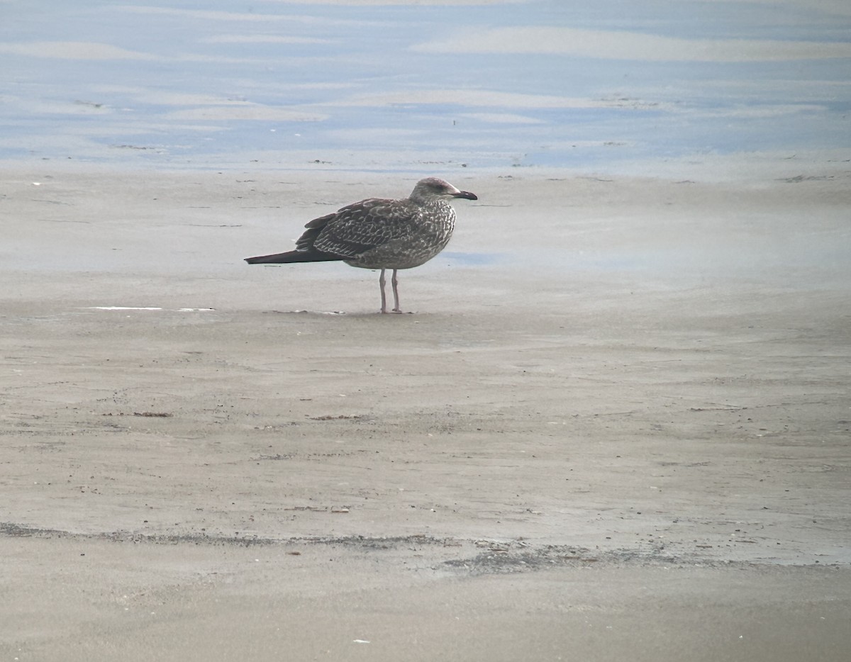 ニシセグロカモメ - ML644698268