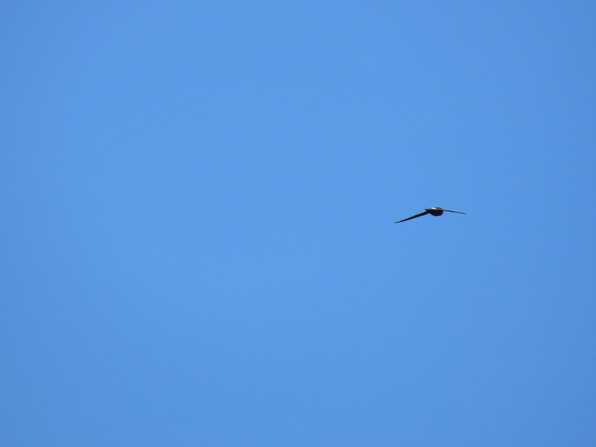 House Swift - ML644698273