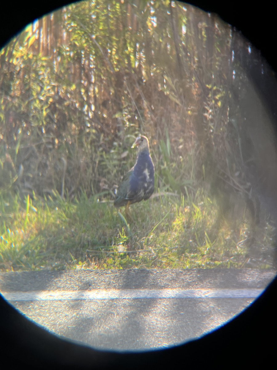 Pollo sultano della Martinica - ML644698274