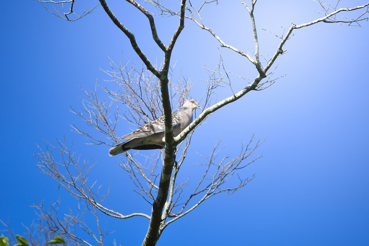 Дорнын хүүрзгэнэ - ML644698275