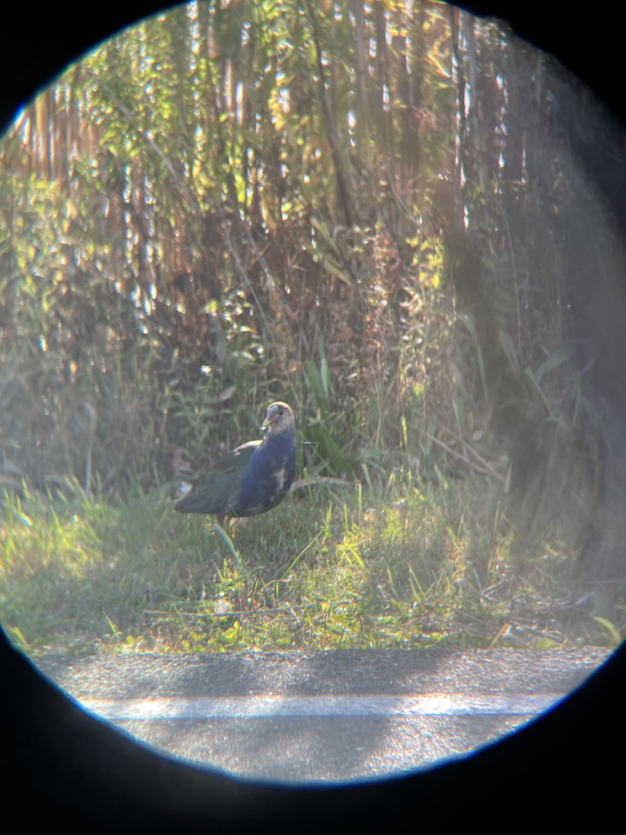 Pollo sultano della Martinica - ML644698276