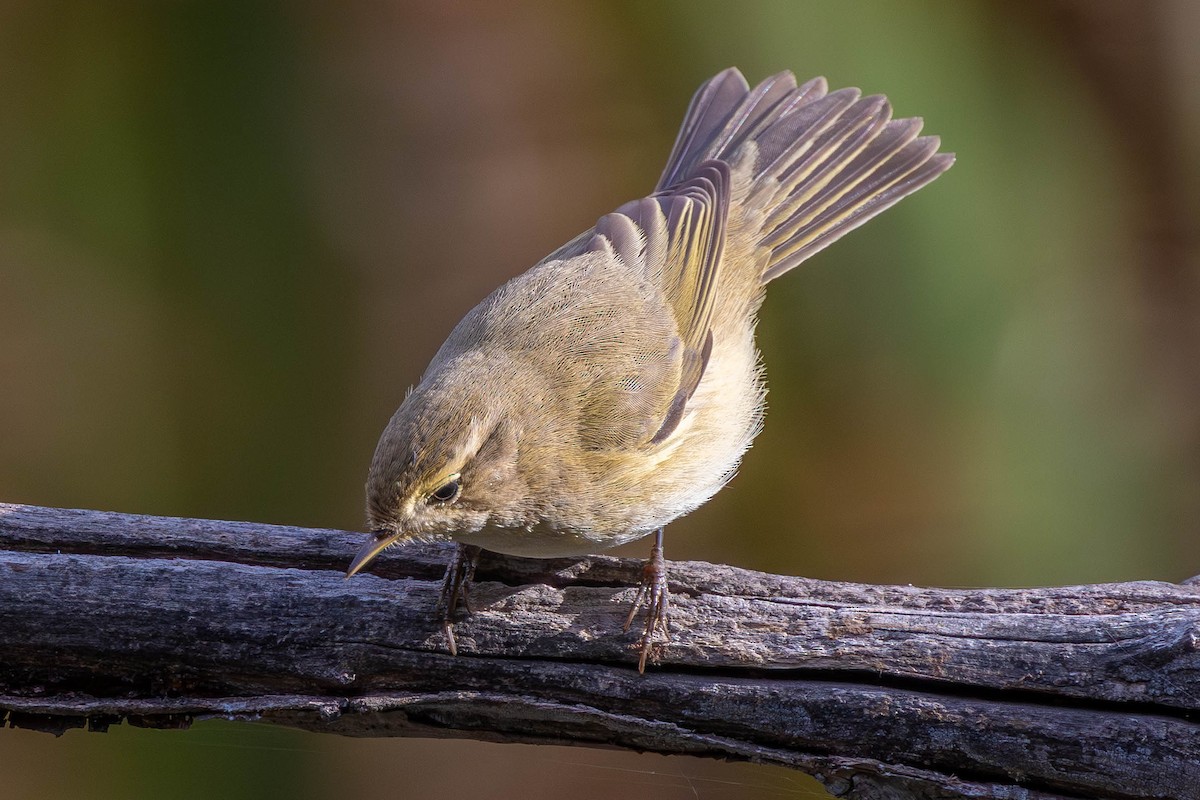 Common Chiffchaff - ML644698280