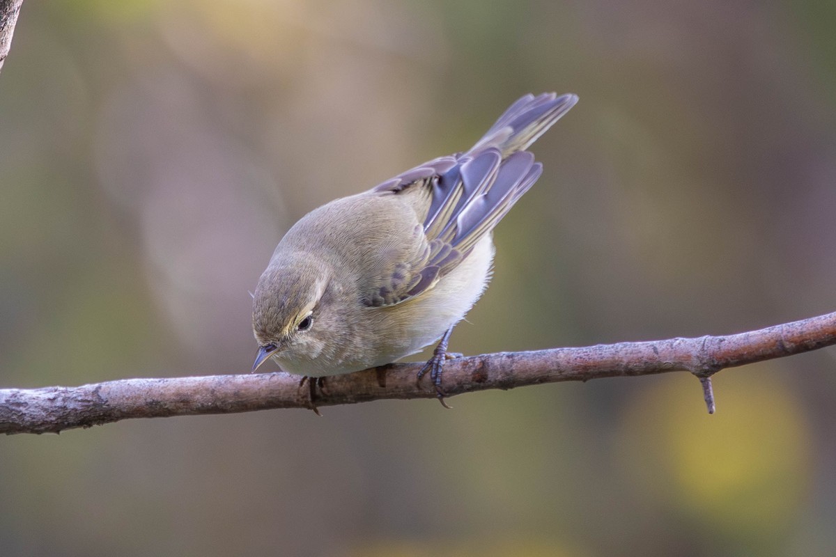 Common Chiffchaff - ML644698281