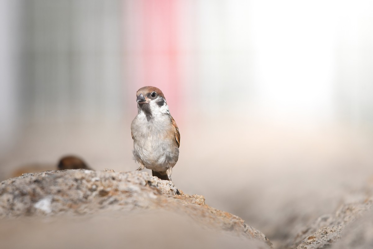 Хээрийн бор шувуу - ML644698282