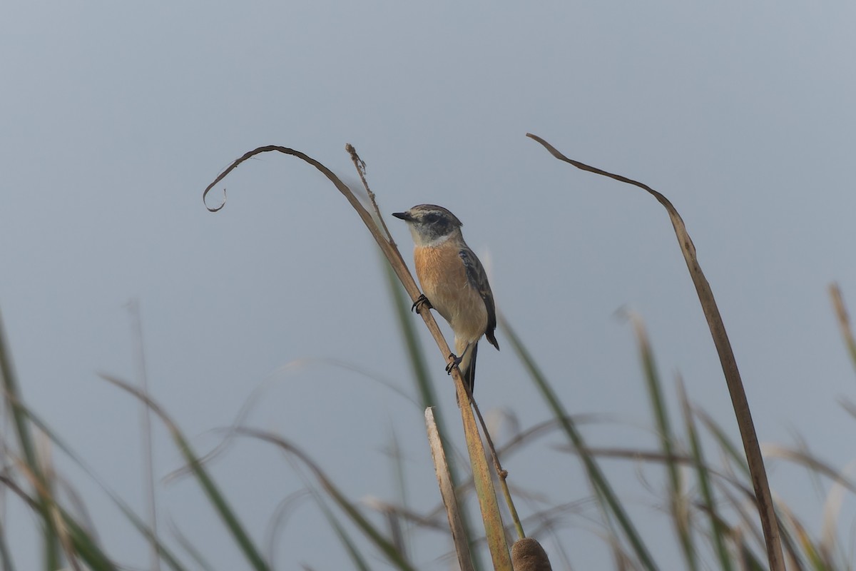 bramborníček sibiřský - ML644698283