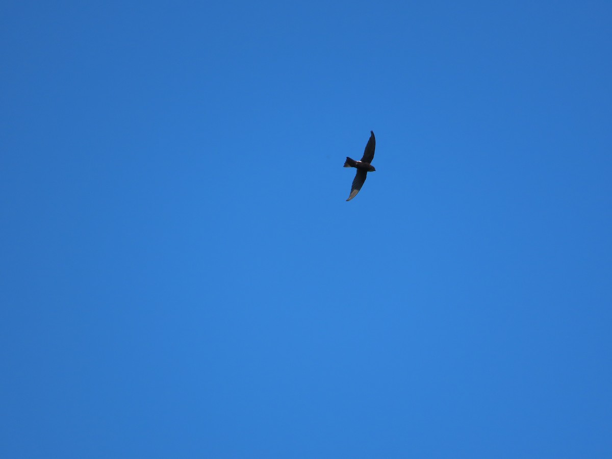 House Swift - ML644698287