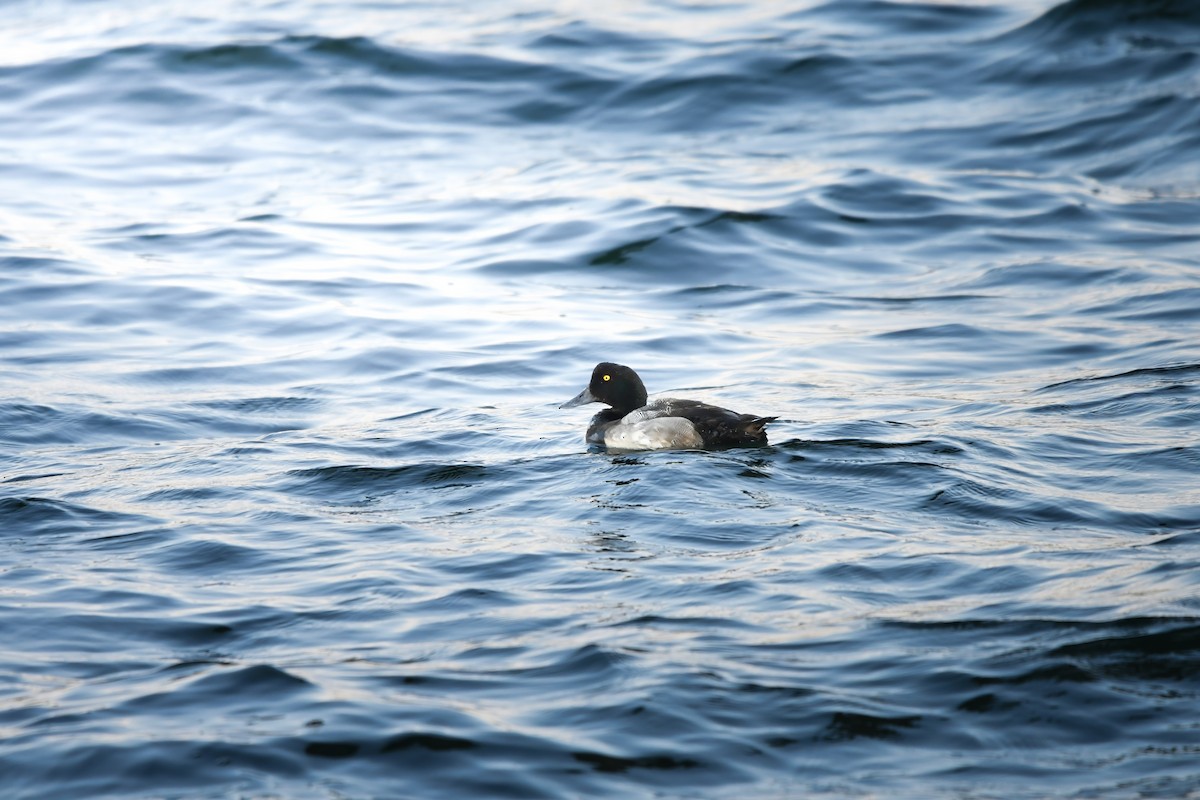 スズガモ - ML644698295