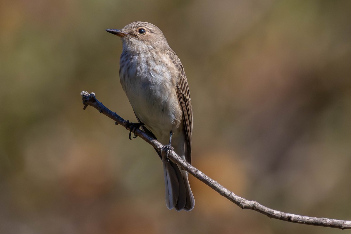 Бөртөт намнаахай - ML644698296