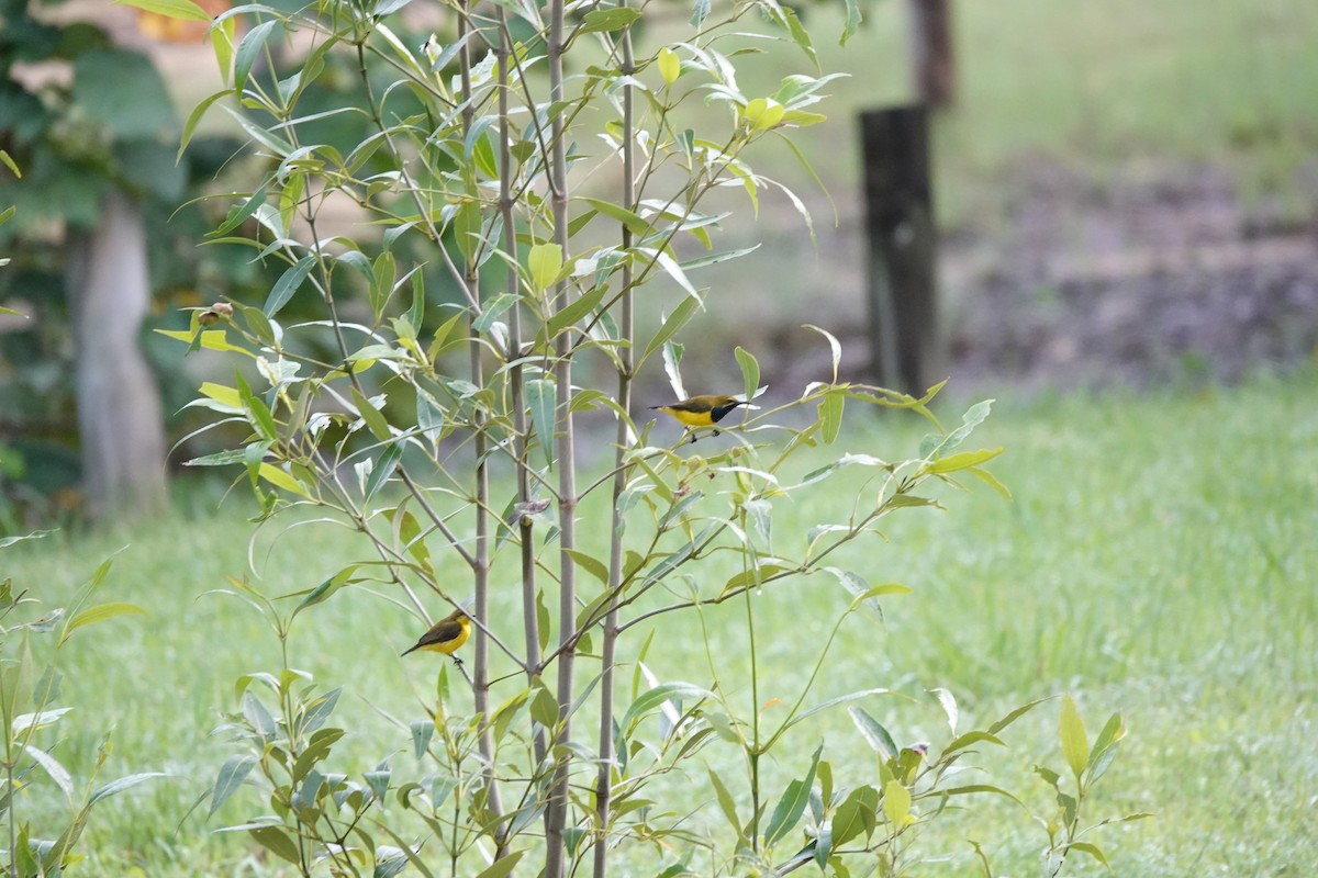 Sahul Sunbird - ML644698297