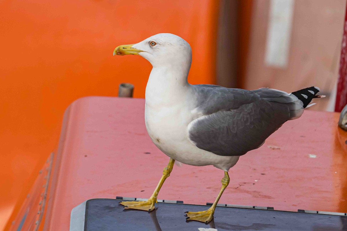 Goéland leucophée - ML644698298