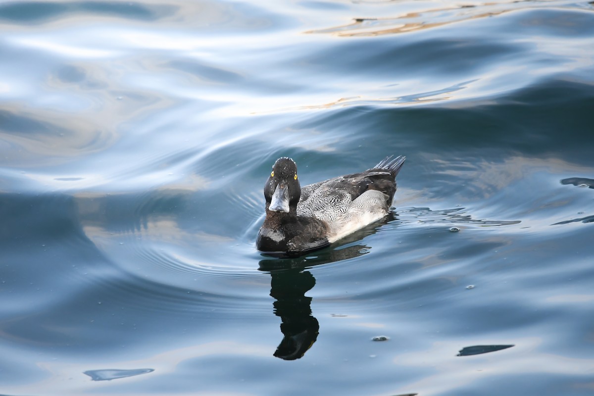 スズガモ - ML644698304