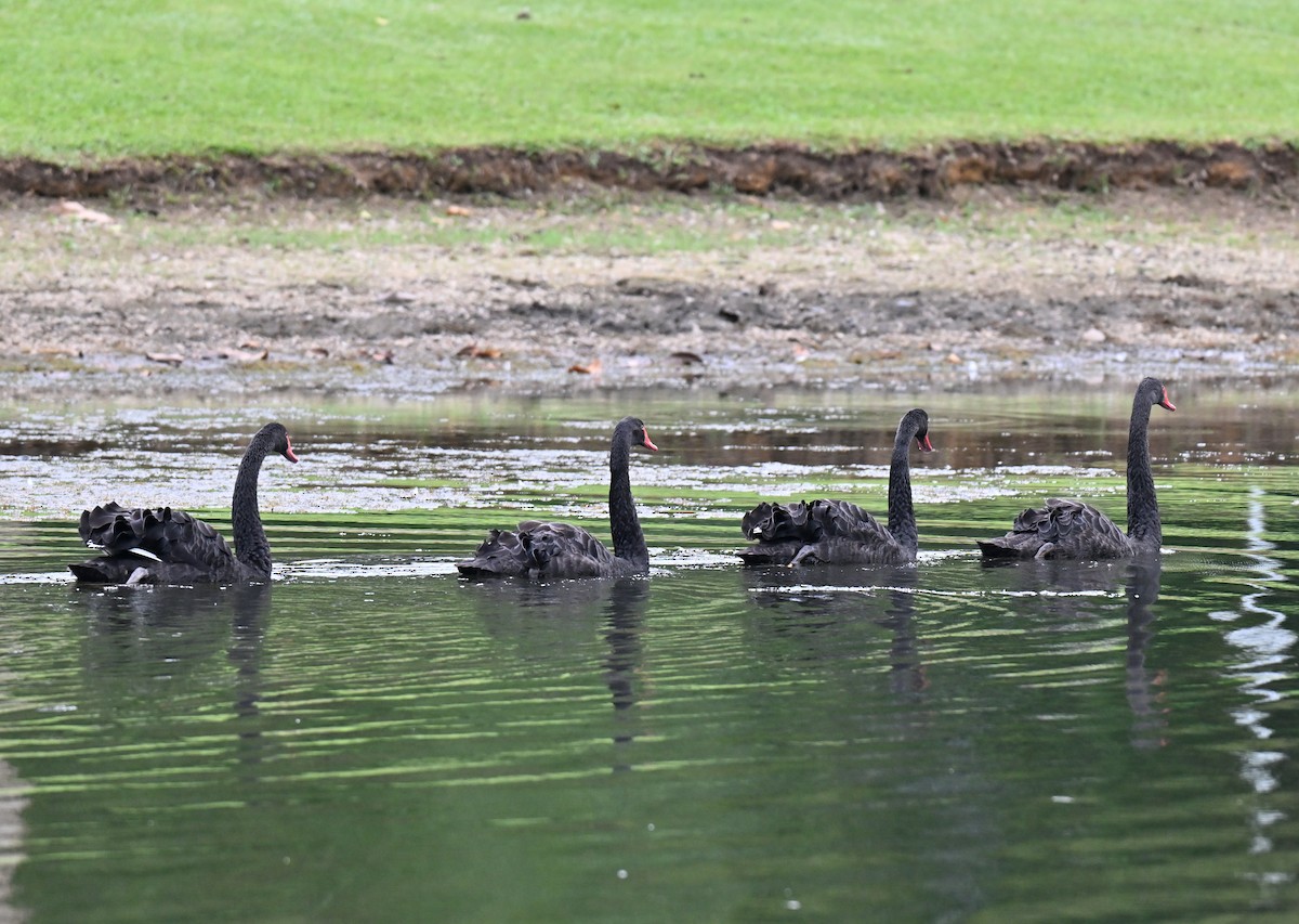 Чёрный лебедь - ML644698312