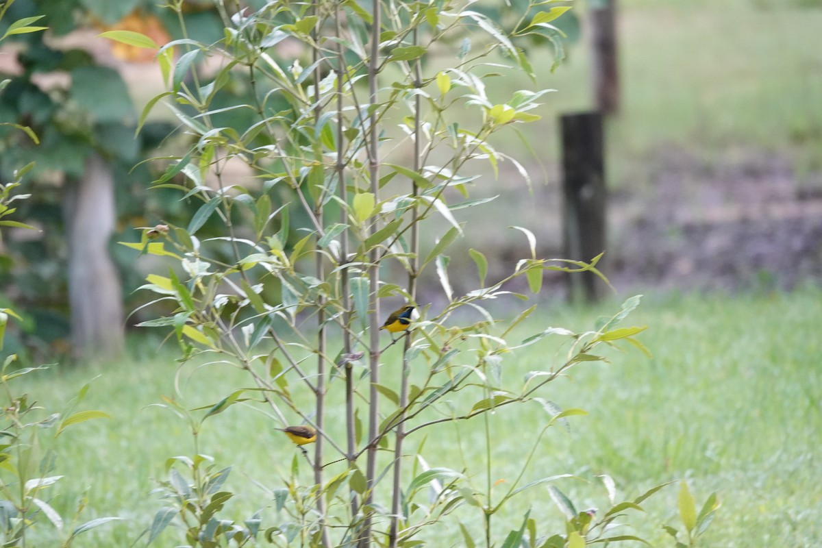 Sahul Sunbird - ML644698321