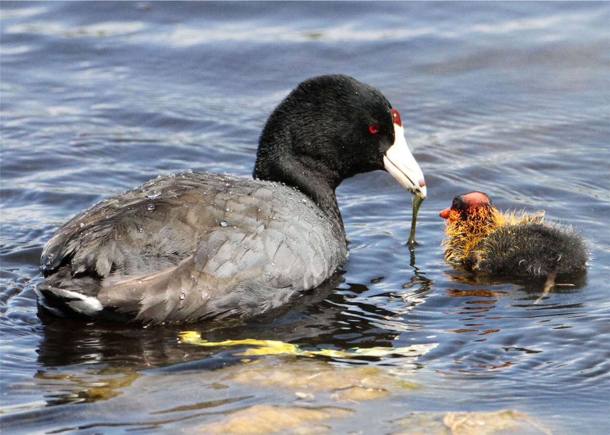 American Coot - ML644698333