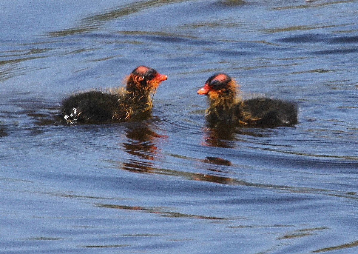 American Coot - ML644698334