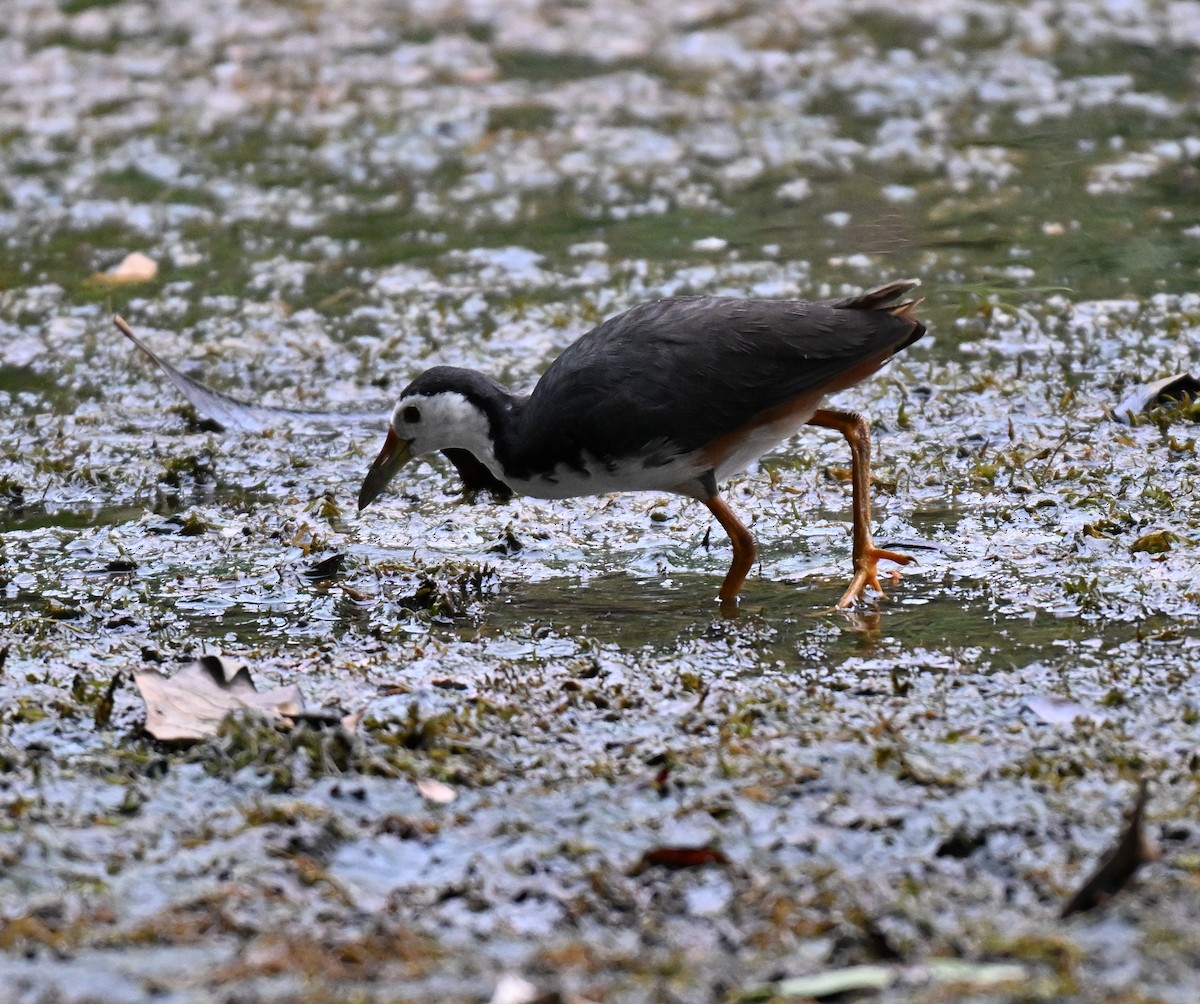 Белогрудый погоныш - ML644698337